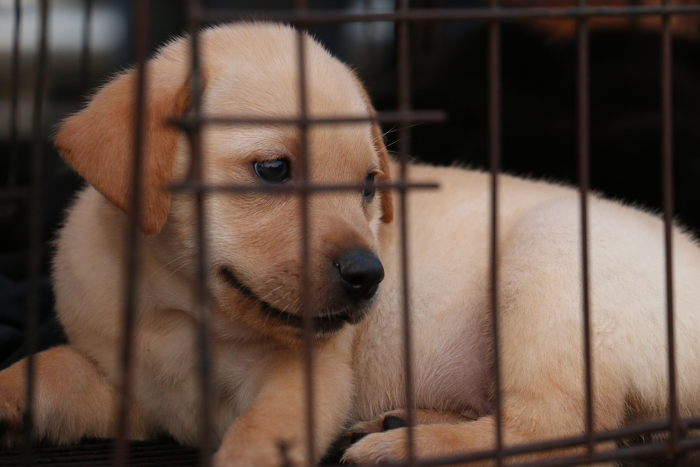 can you take a puppy outside at 8 weeks