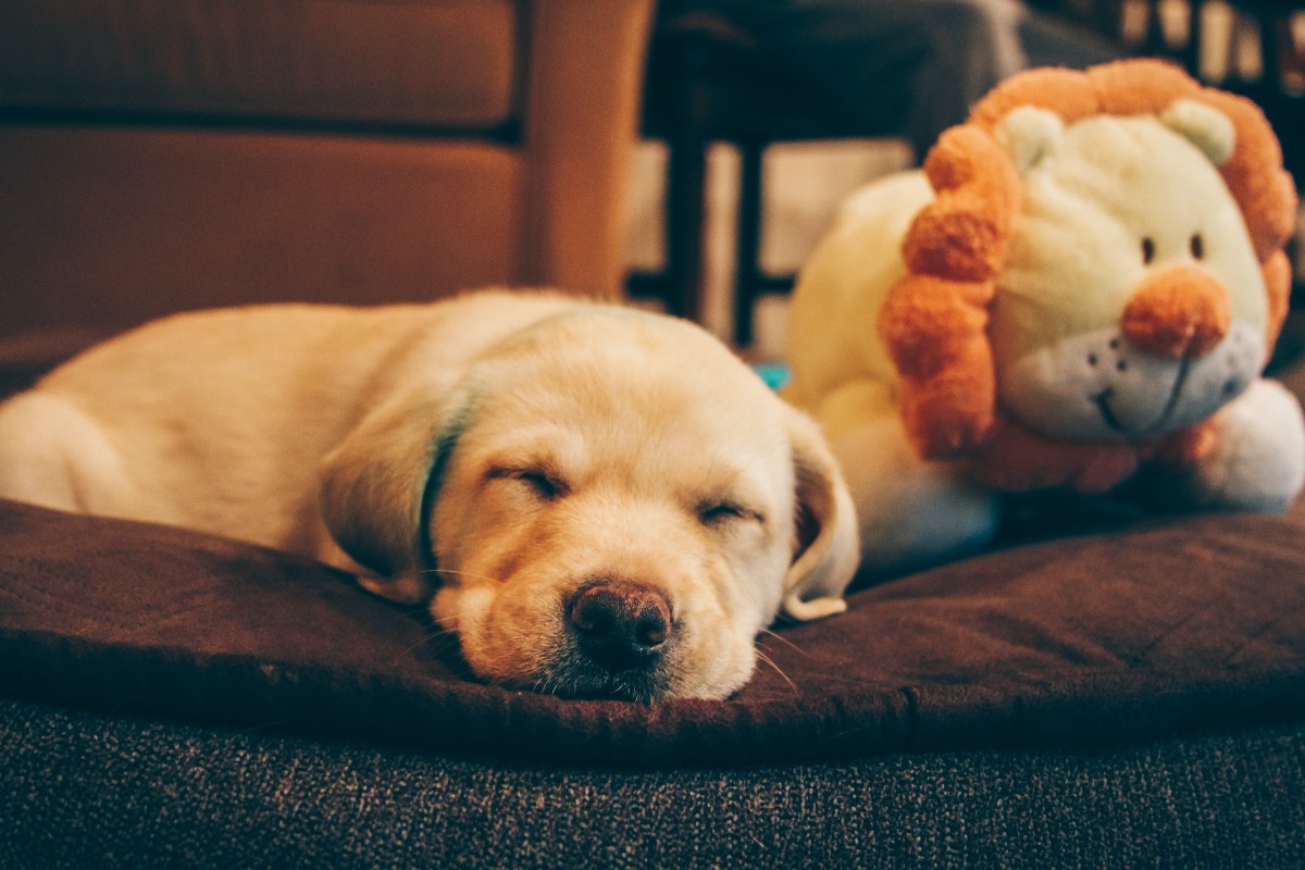 a yellow lab puppy in a dog bed
