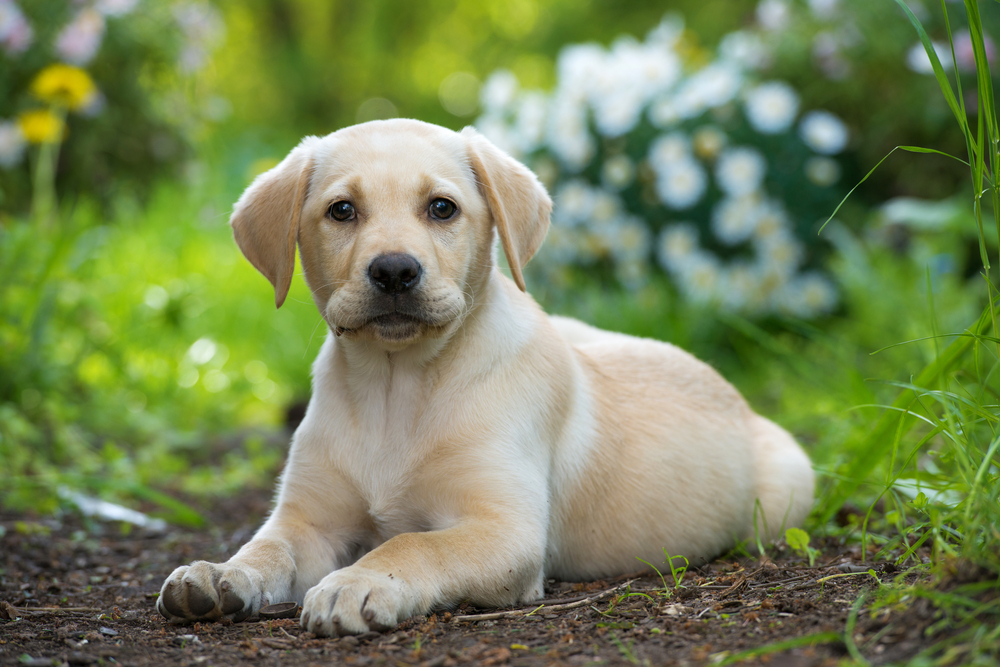 How To House Train A Labrador Puppy
