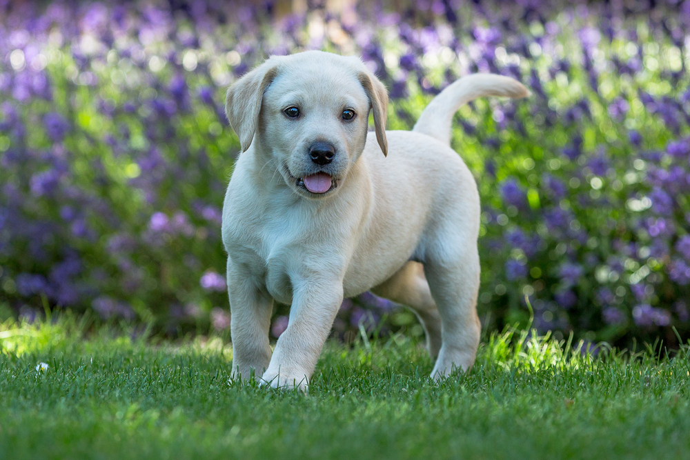 How To Train Your Labrador Puppy PawTracks how-to-train-your-labrador-puppy-pawtracks