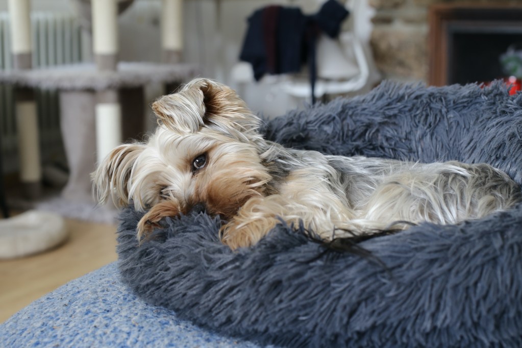 A Yorkshire terrier lies on a fluffy dog bed and looks ahead