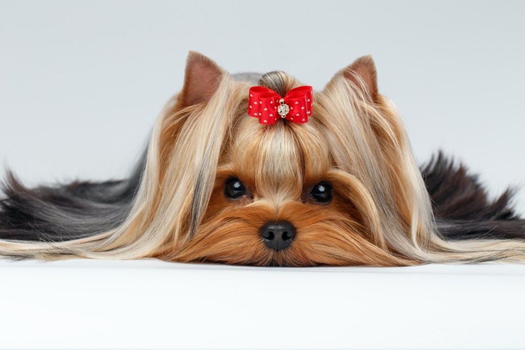 A portrait of a yorkie wearing a red bow