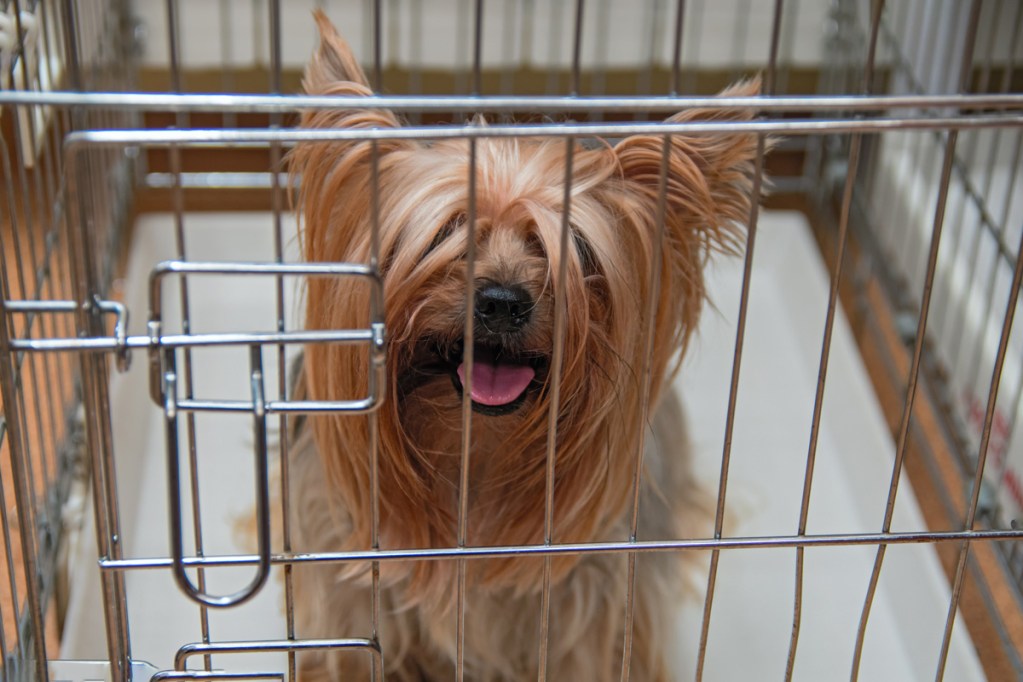 Yorkshire terrier in wire crate.