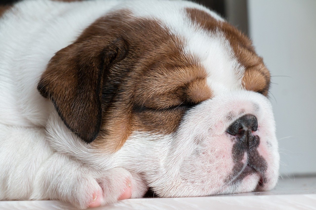 A closeup of an adorable sleeping English bulldog puppy.