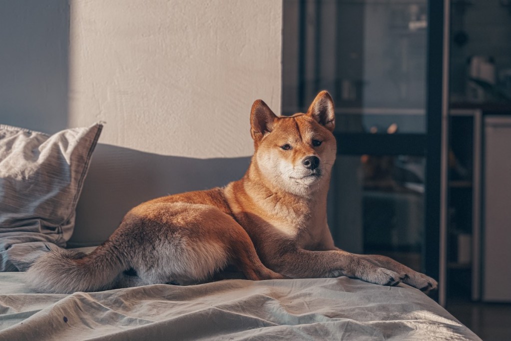 An Akita sitting on the bed