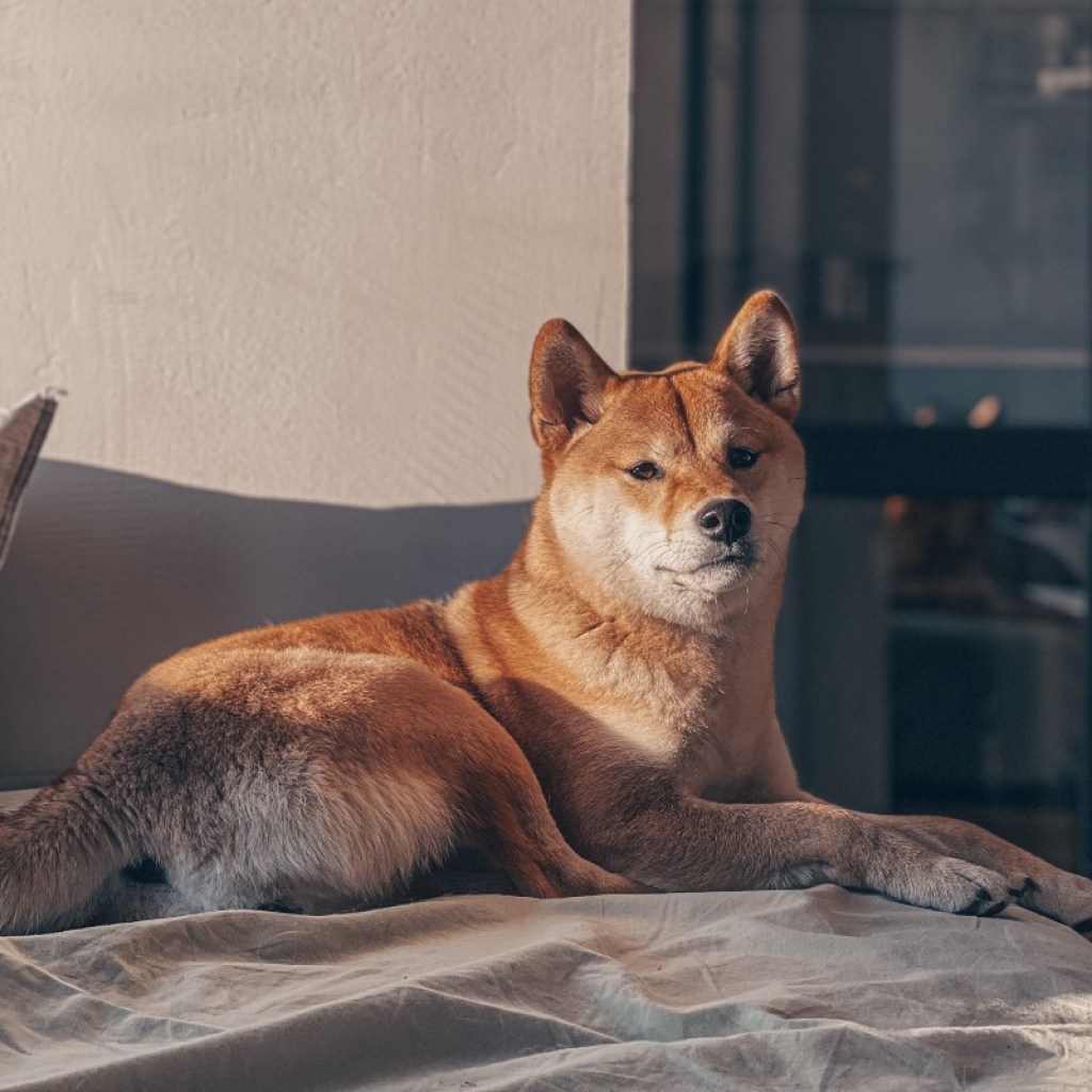 An Akita sitting on the bed