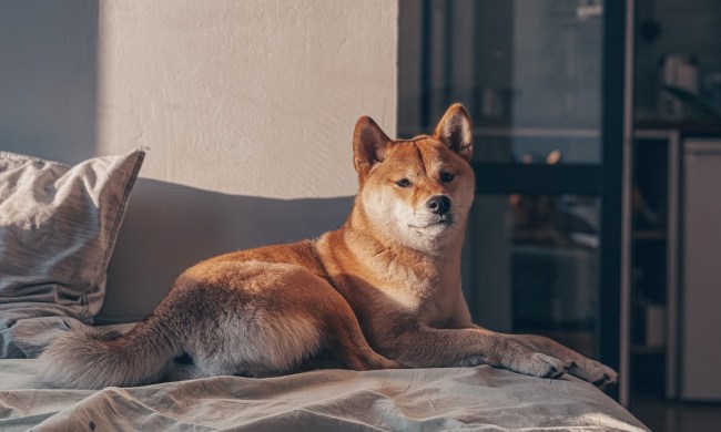 an akita sitting on the bed