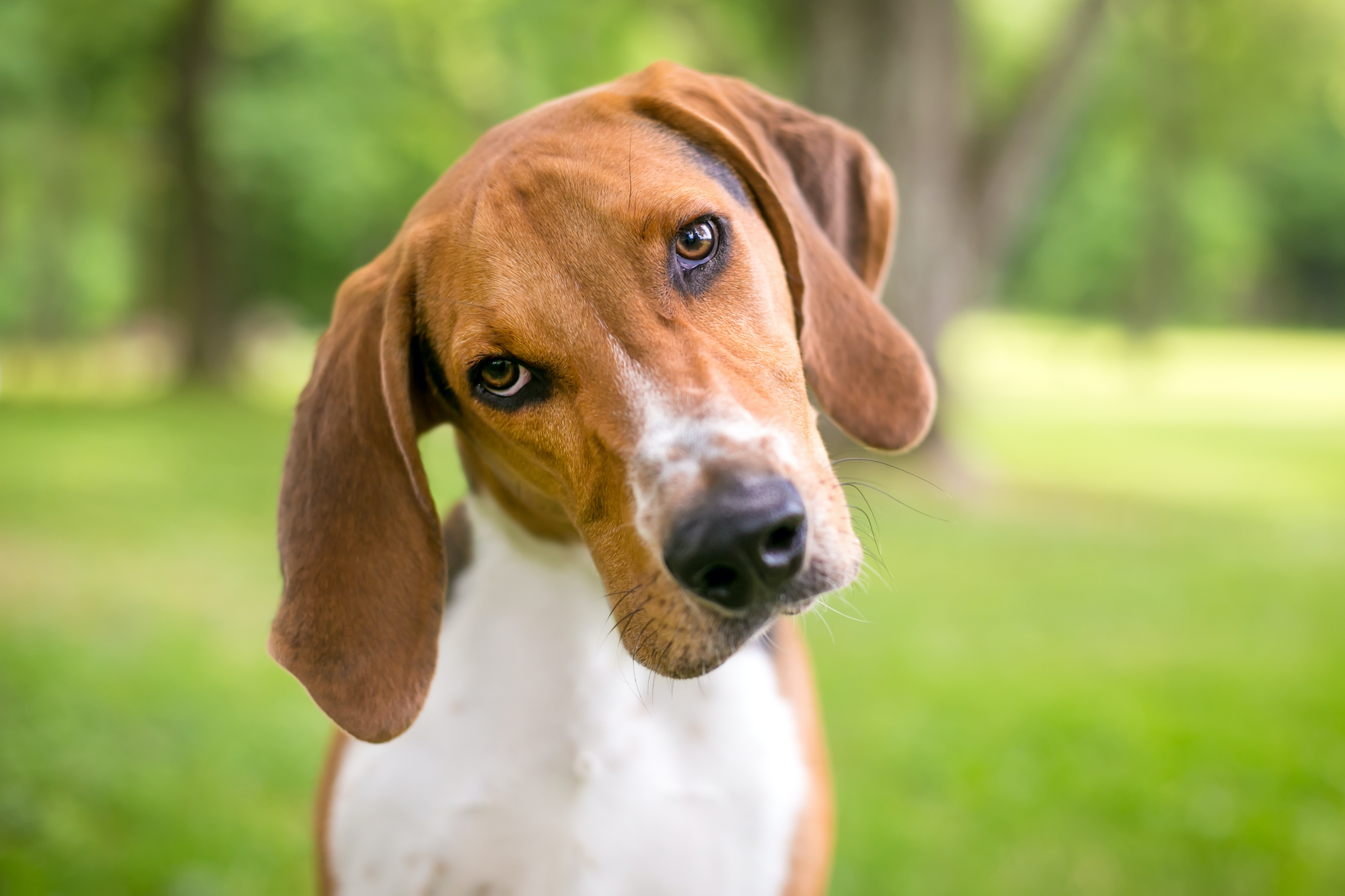 American foxhound tilting its head