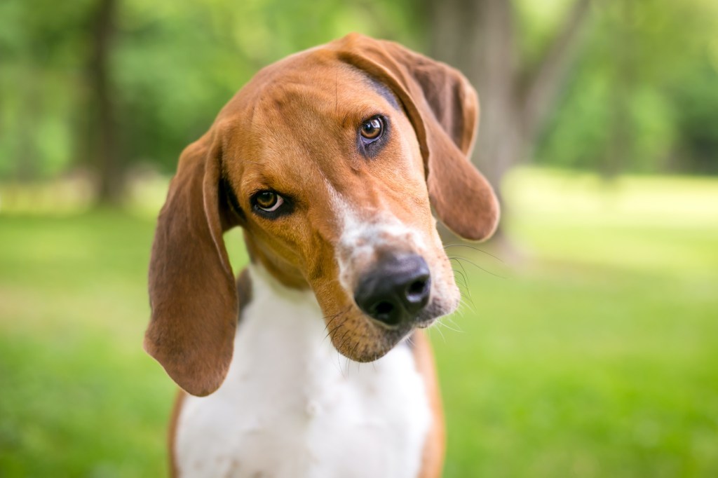 American foxhound tilting its head