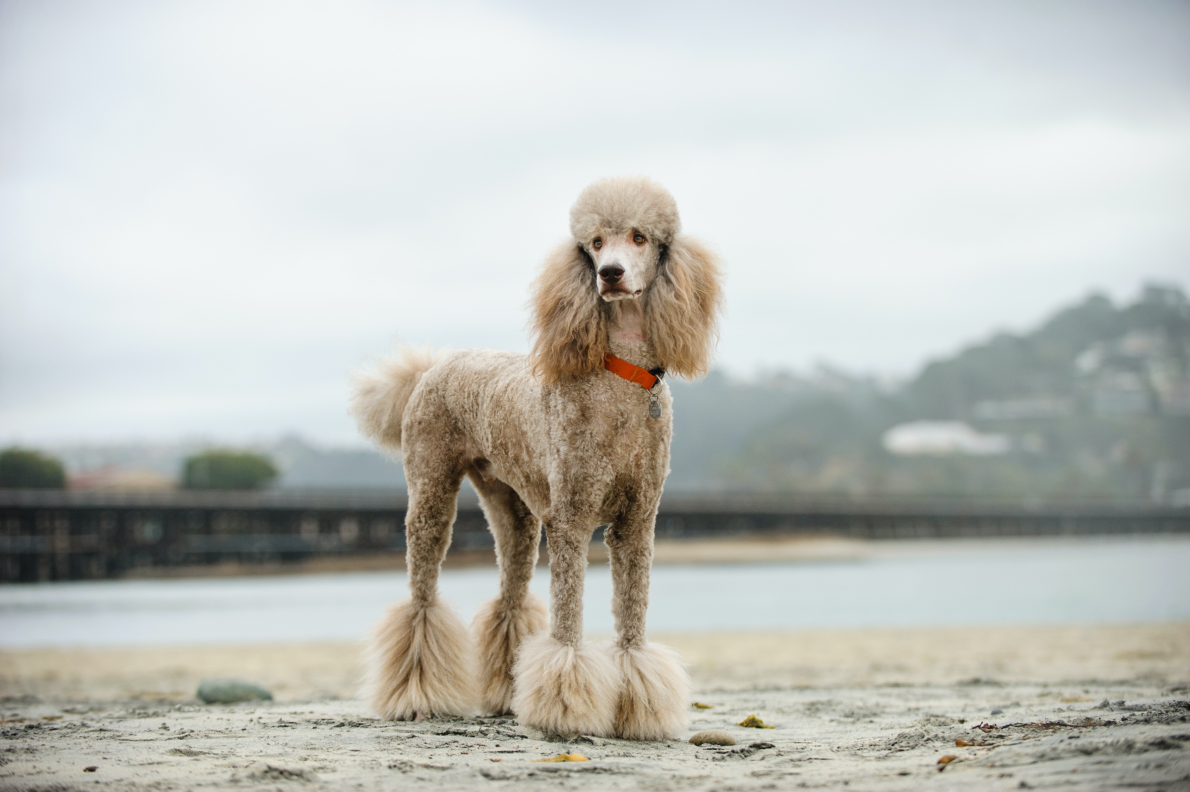 Elite standard poodle cheap