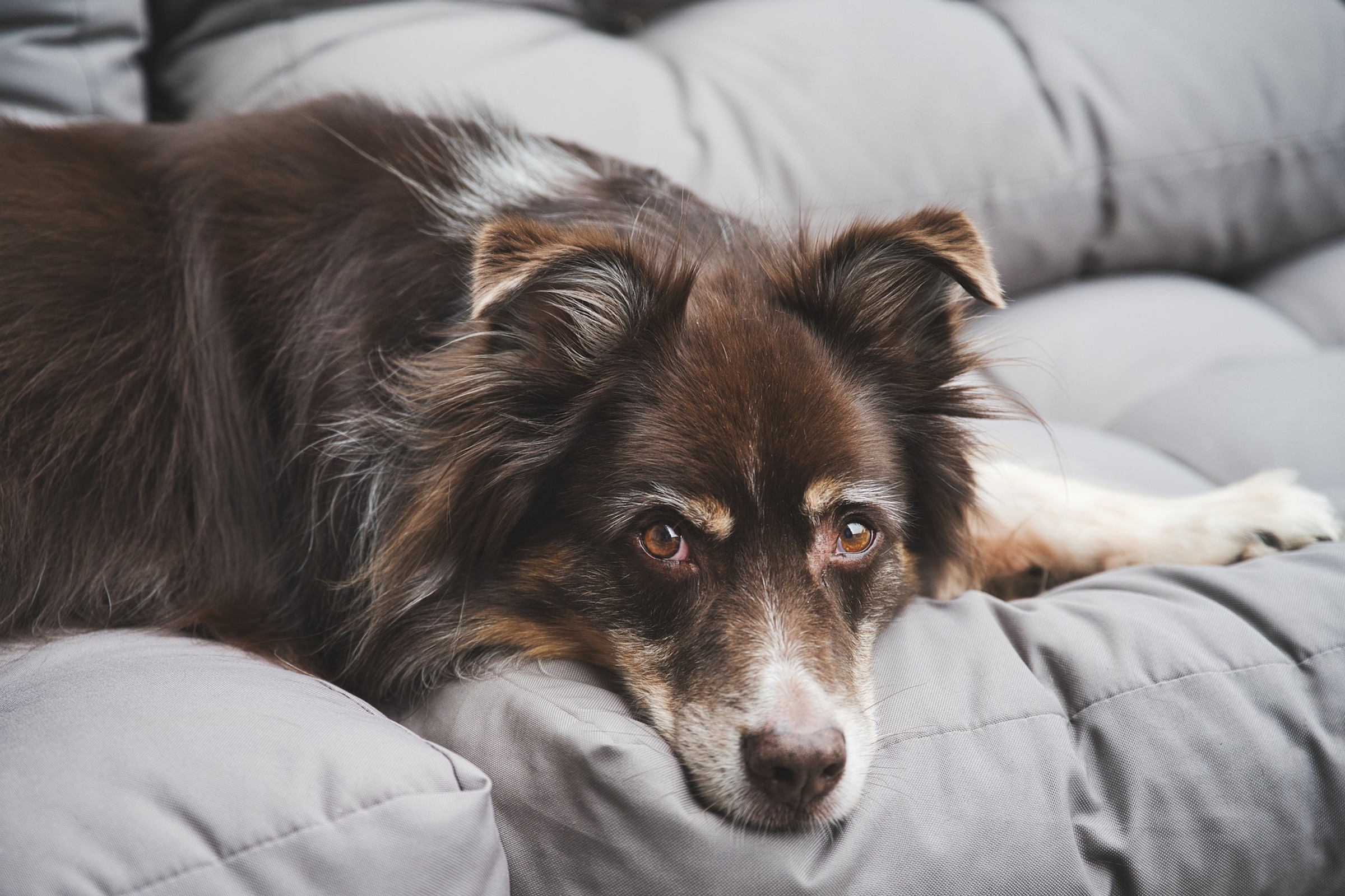 An Australian Shepherd mix rests on the couch