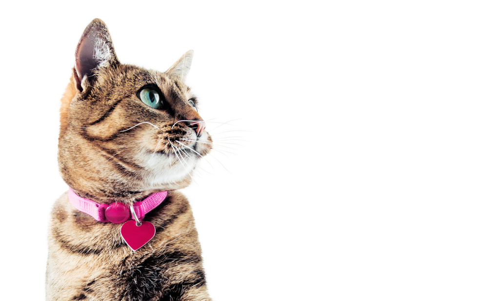 A green-eyed bengal cat wears a pink collar with a heart-shaped tag.