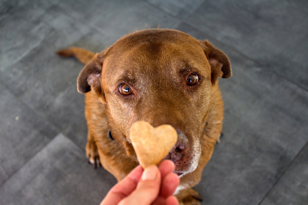 Giving a dog a heart-shaped treat