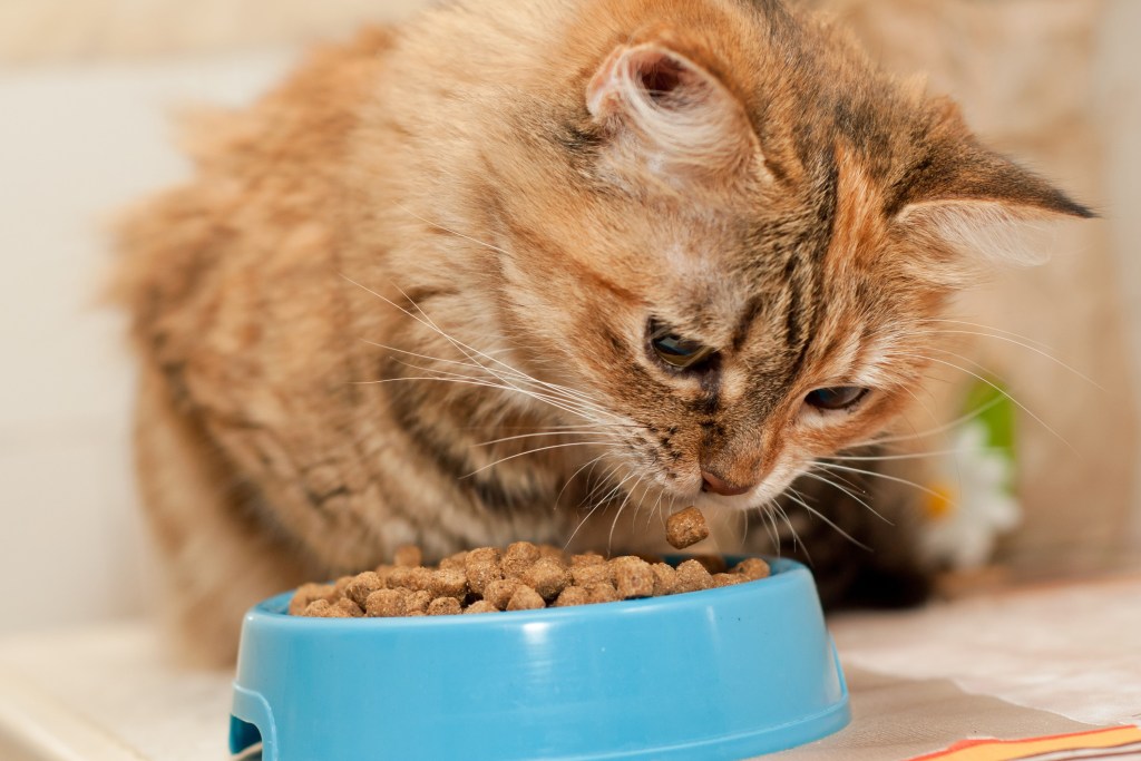 Tabby cat stares at her kibble in a bowl