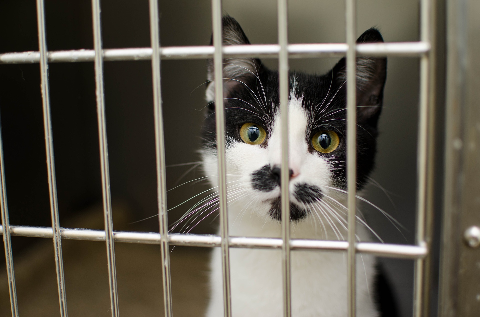 Black and white cat in a kennel