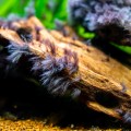 Black beard algae grows on wood in aquarium