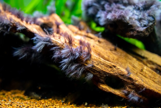 Black beard algae growing on wood in an aquarium
