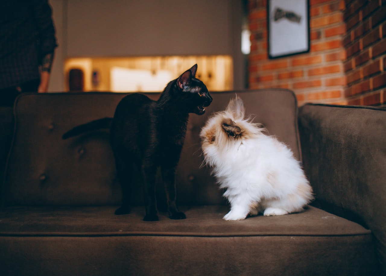 A black cat and a fluffy white rabbit sit together on a brown sofa.