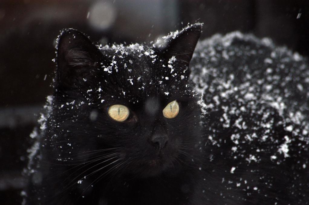 A black cat with a dusting of snow on her coat stands outside
