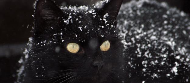 A black cat with a dusting of snow on her coat stands outside.