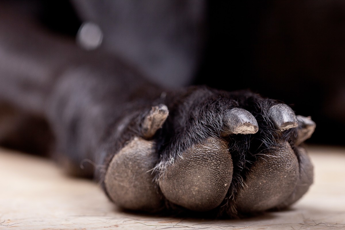 A black dog with paw extended
