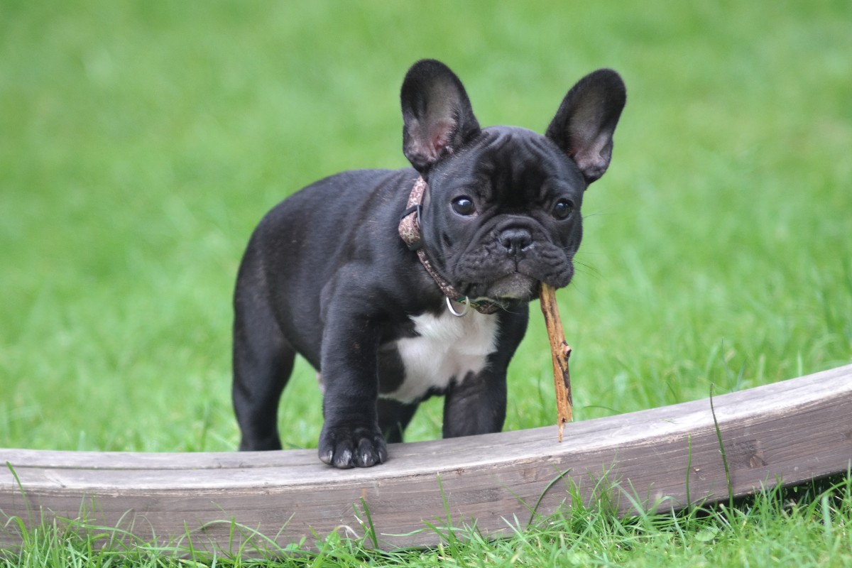 a black french bulldog outside