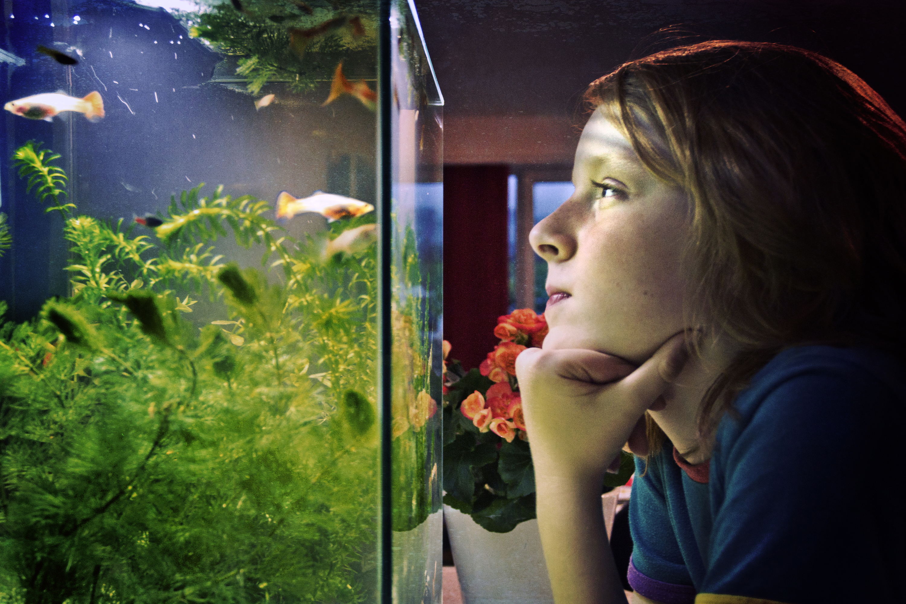Boy watches his fish tank closely