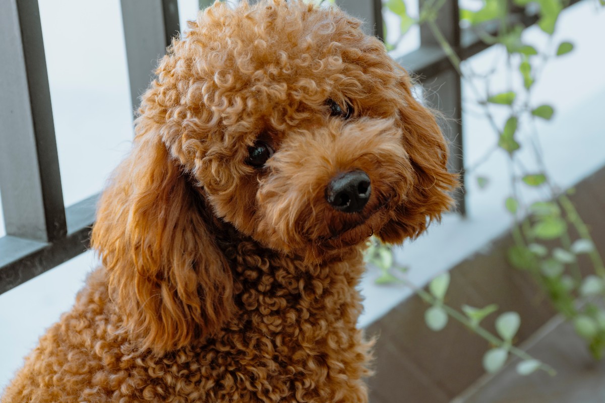 why are dogs bred with poodles