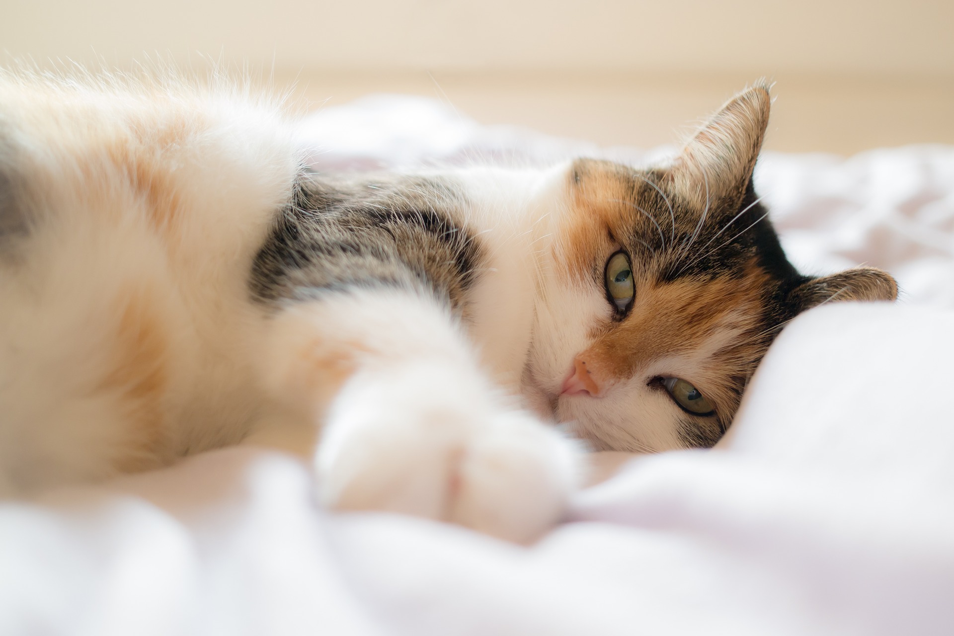 Calico katė guli ant balto antklodės