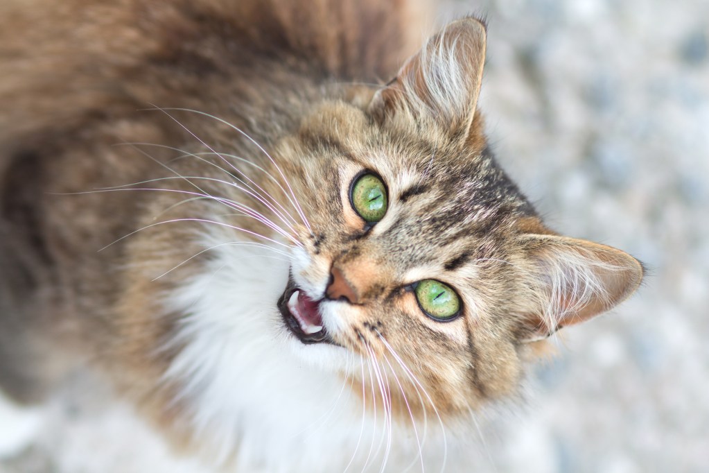 Cat looks up at camera with mouth open