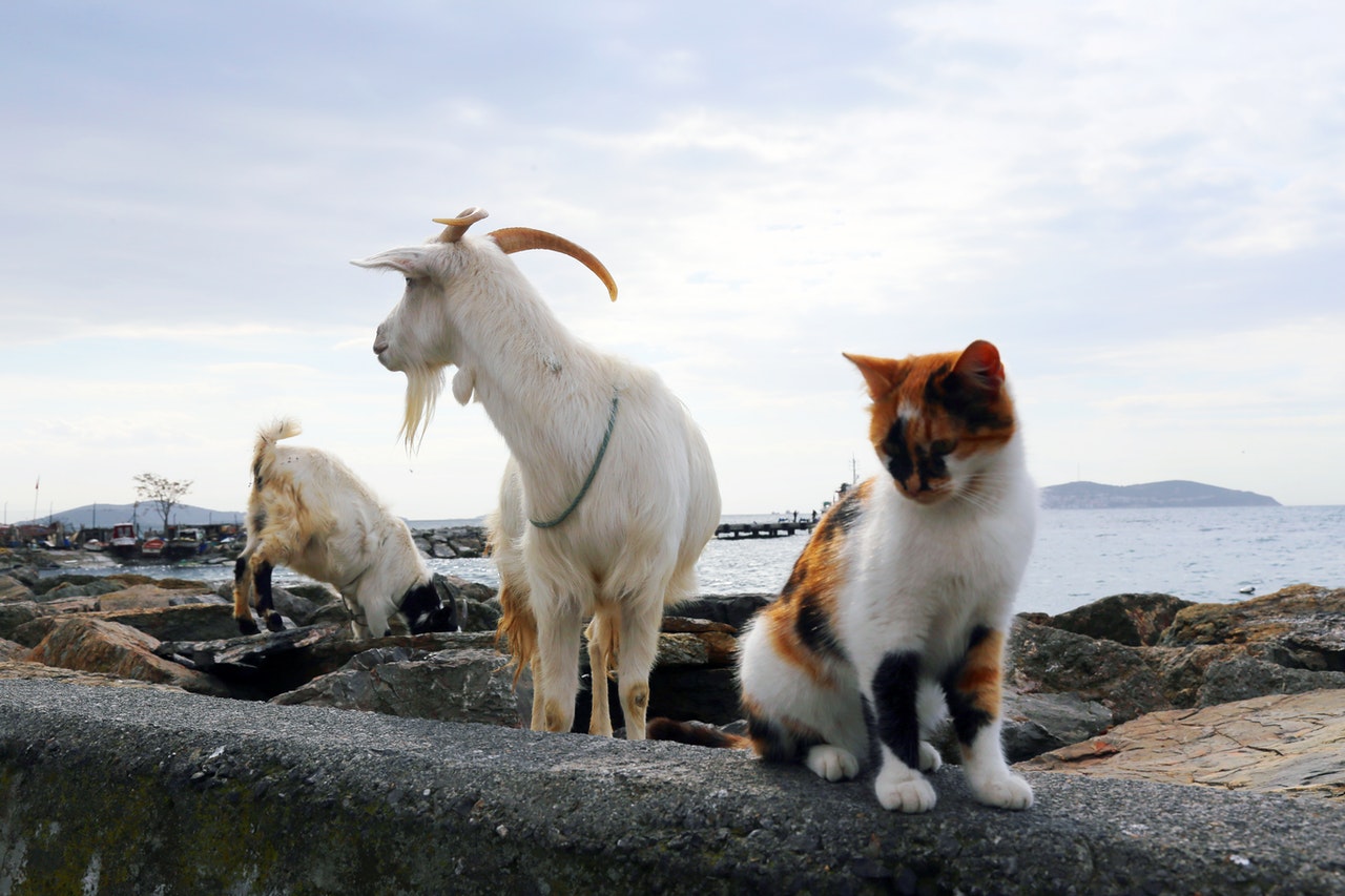A calico cat sits outside with two goat friends.