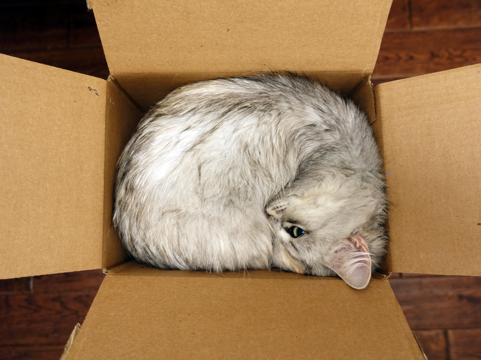 cat sleeping in box