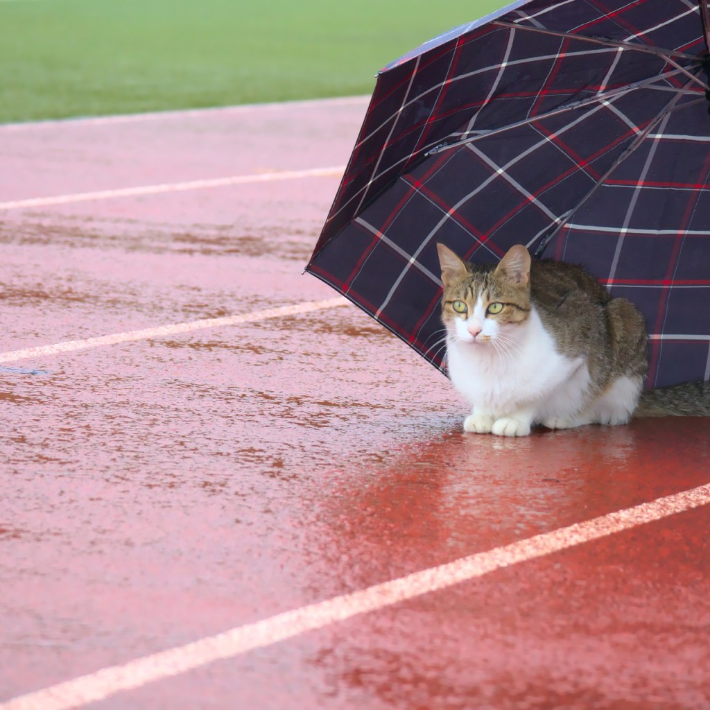 Cat sitting under an umbrella in the rain