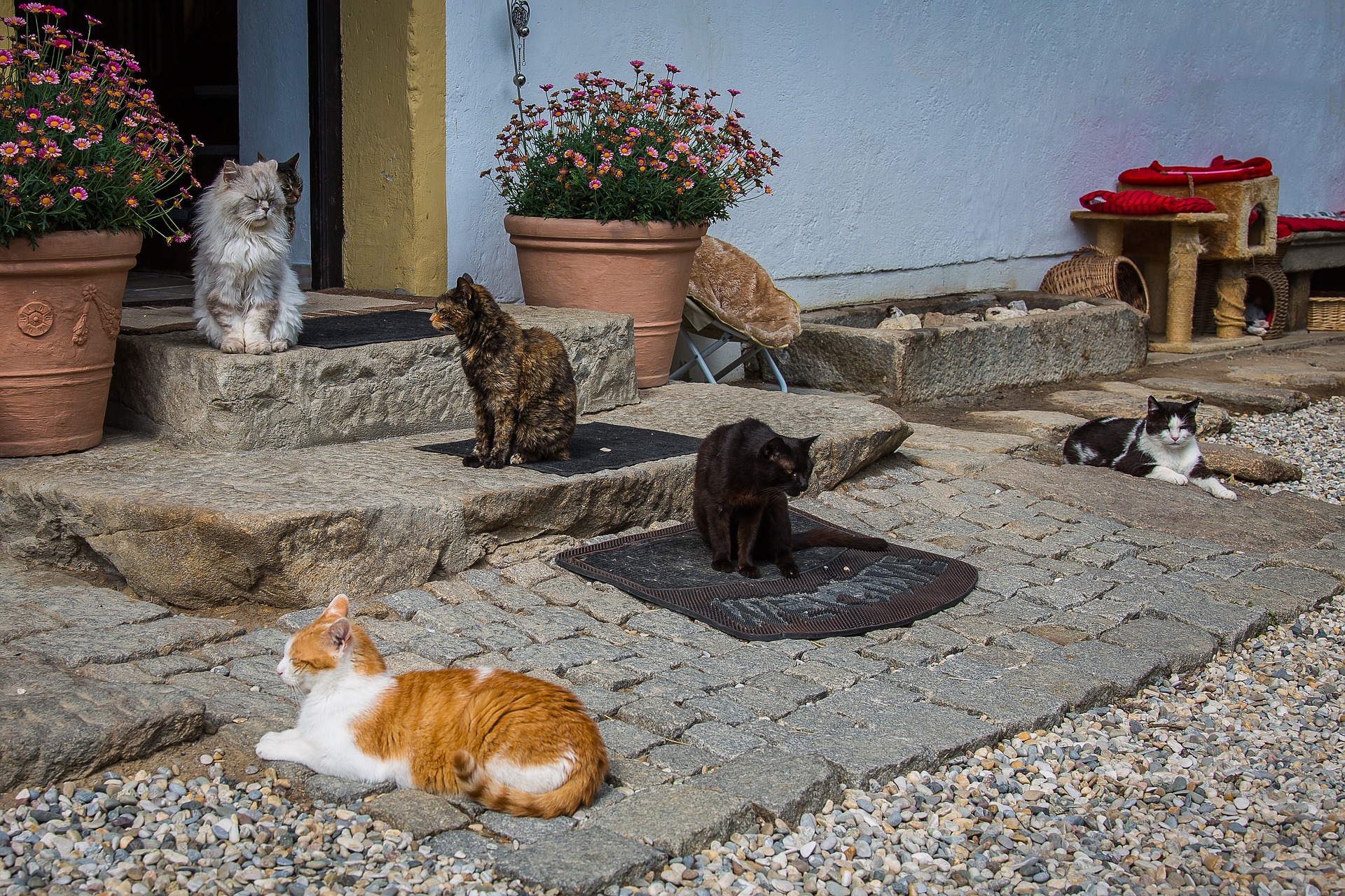 Six cats relaxing on sunny stone steps