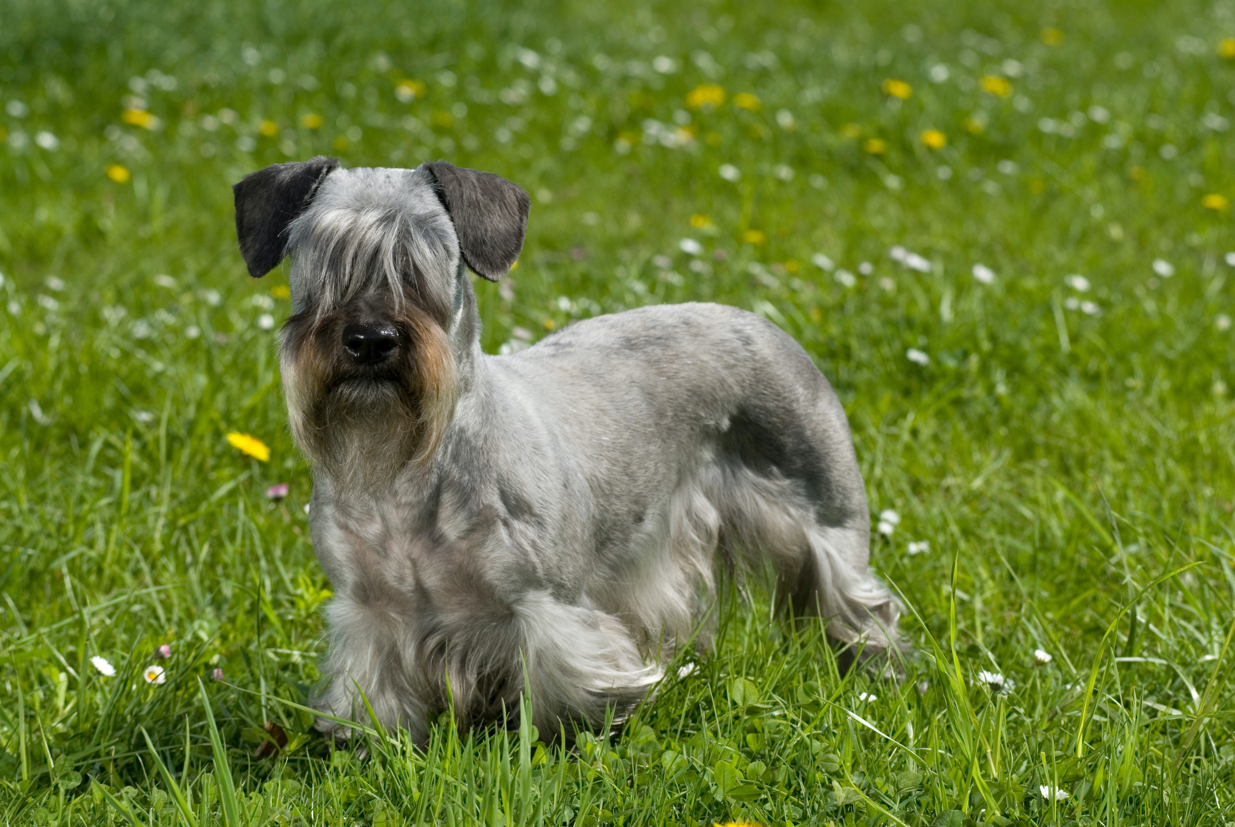 Cesky terrier standing in a flower meadow