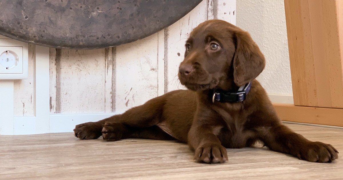 Labradoro retriverių šunų veislės apžvalga