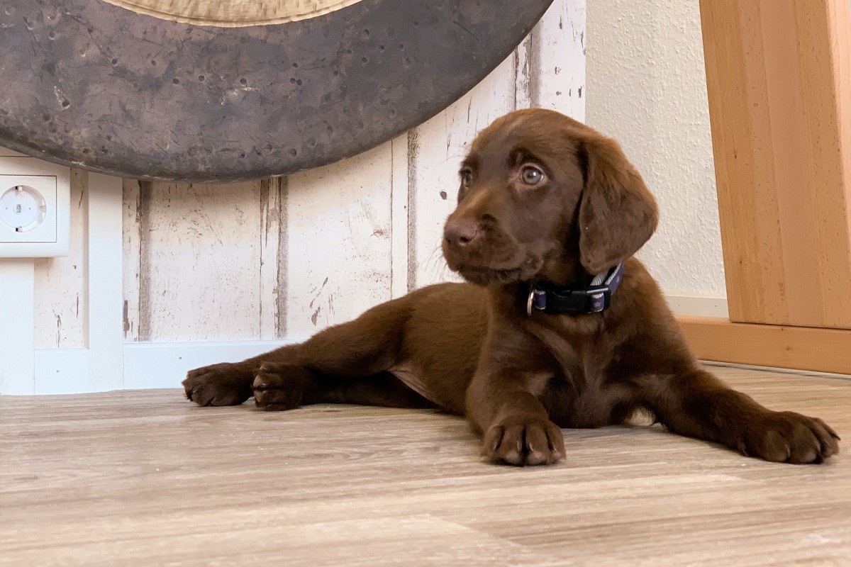 chocolate lab puppy sitting on floor