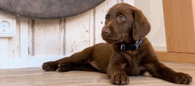 chocolate lab puppy sitting on floor