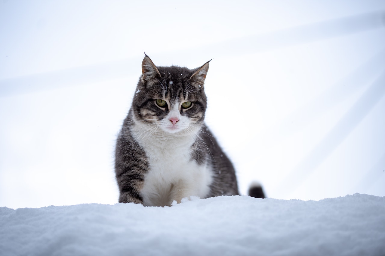 A chubby tabby cat with tufted ears stands on a snow bank.