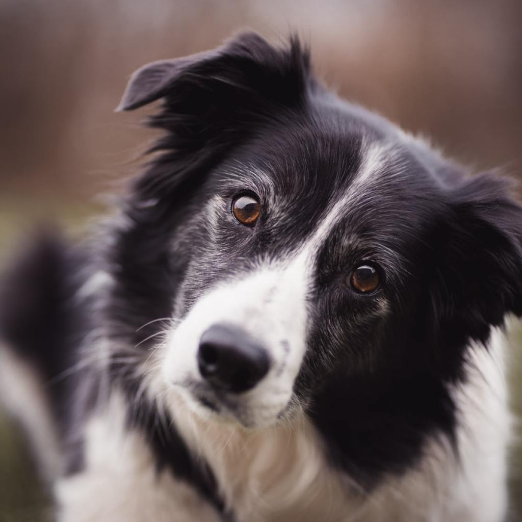 A close-up shot of a black and white border collie