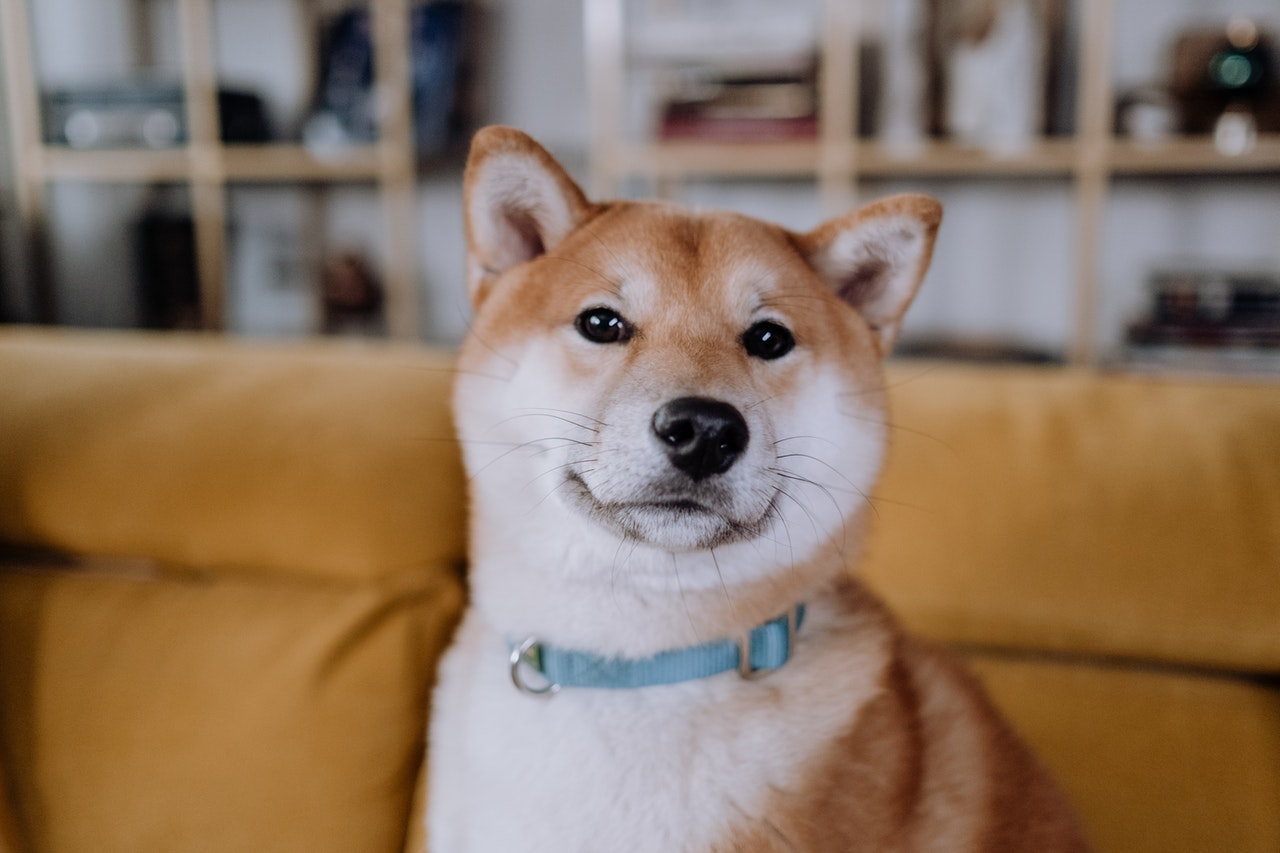 A closeup shot of a Shiba Inu sitting on a sofa.