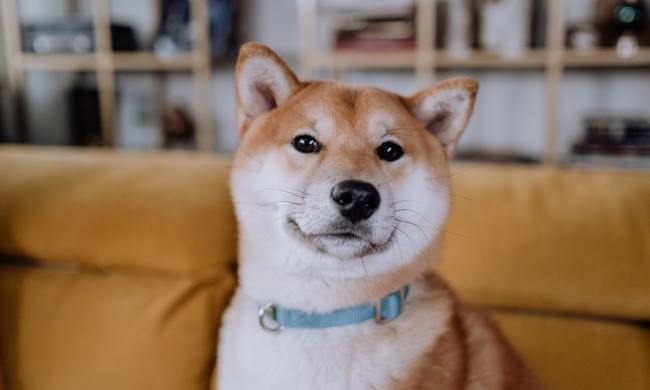 A close-up shot of a Shiba Inu sitting on a sofa.