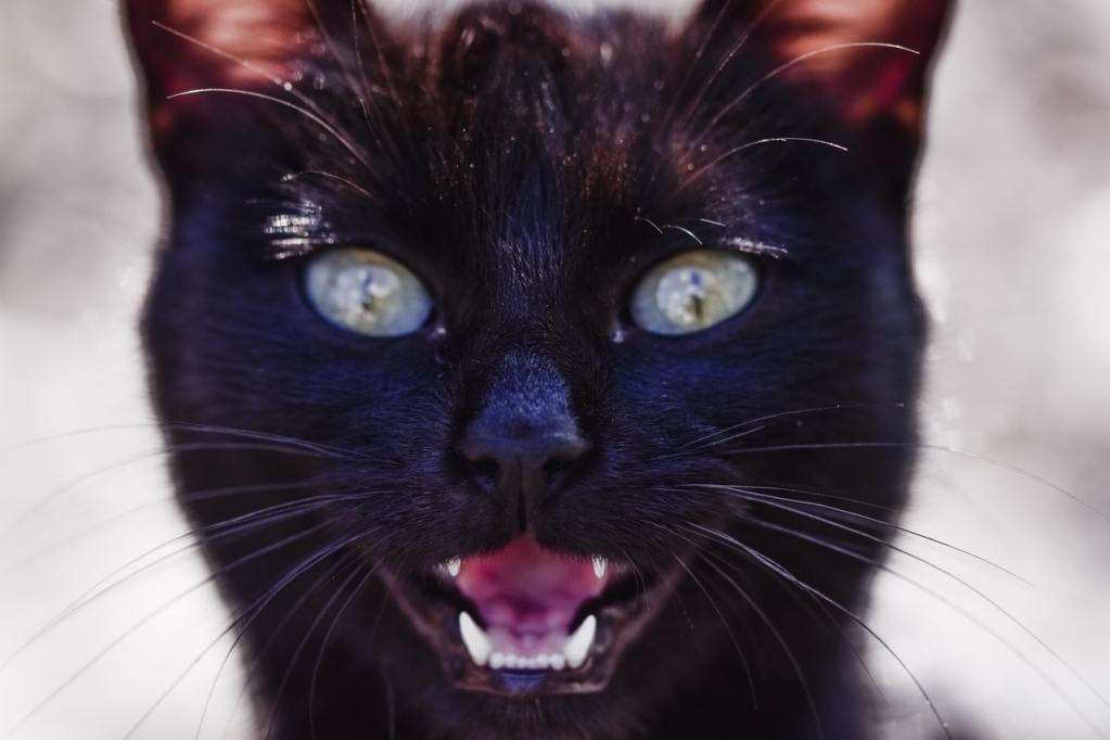 A closeup shot of a black cat meowing.