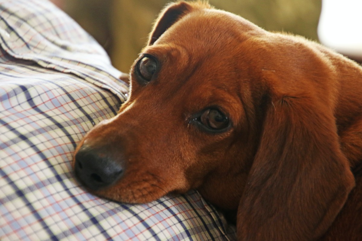 A dachshund lying on a person with a plaid shirt