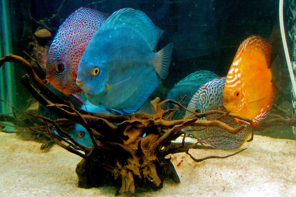 Brightly colored discus fish swim toward drift wood
