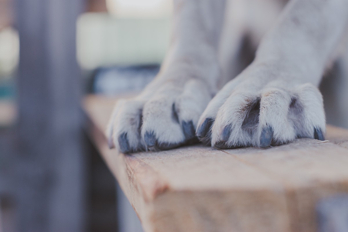 dog paws on a wood slab