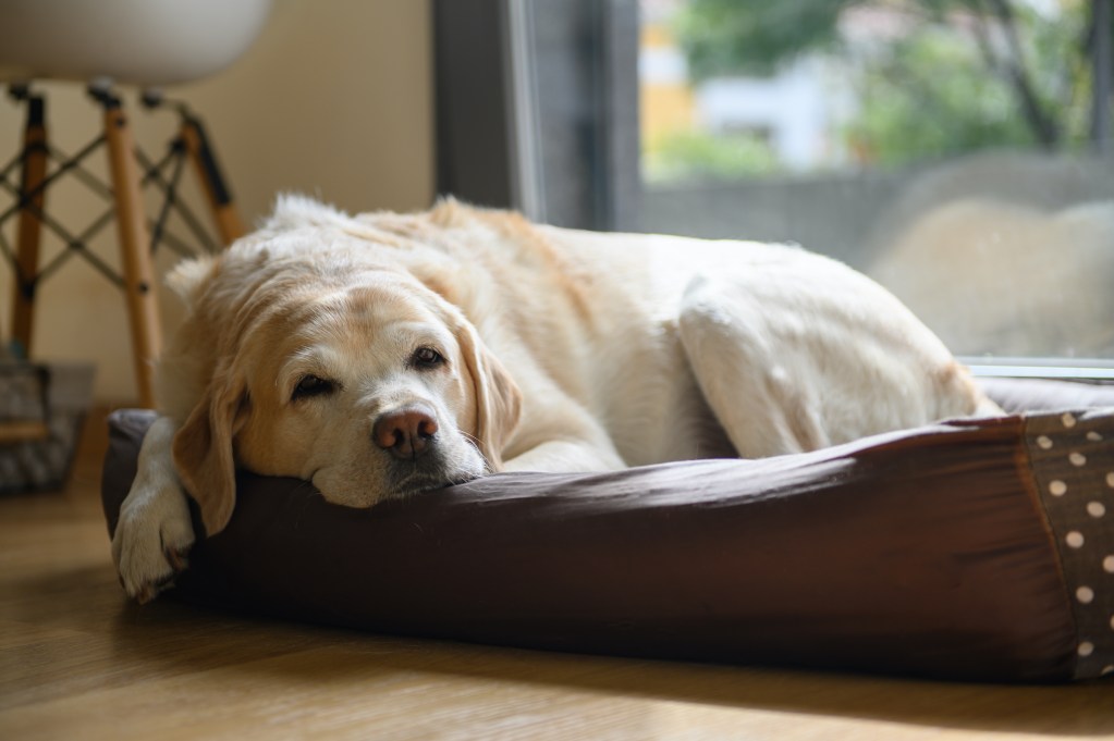 Pagyvenęs labradoras ramiai guli jų lovoje