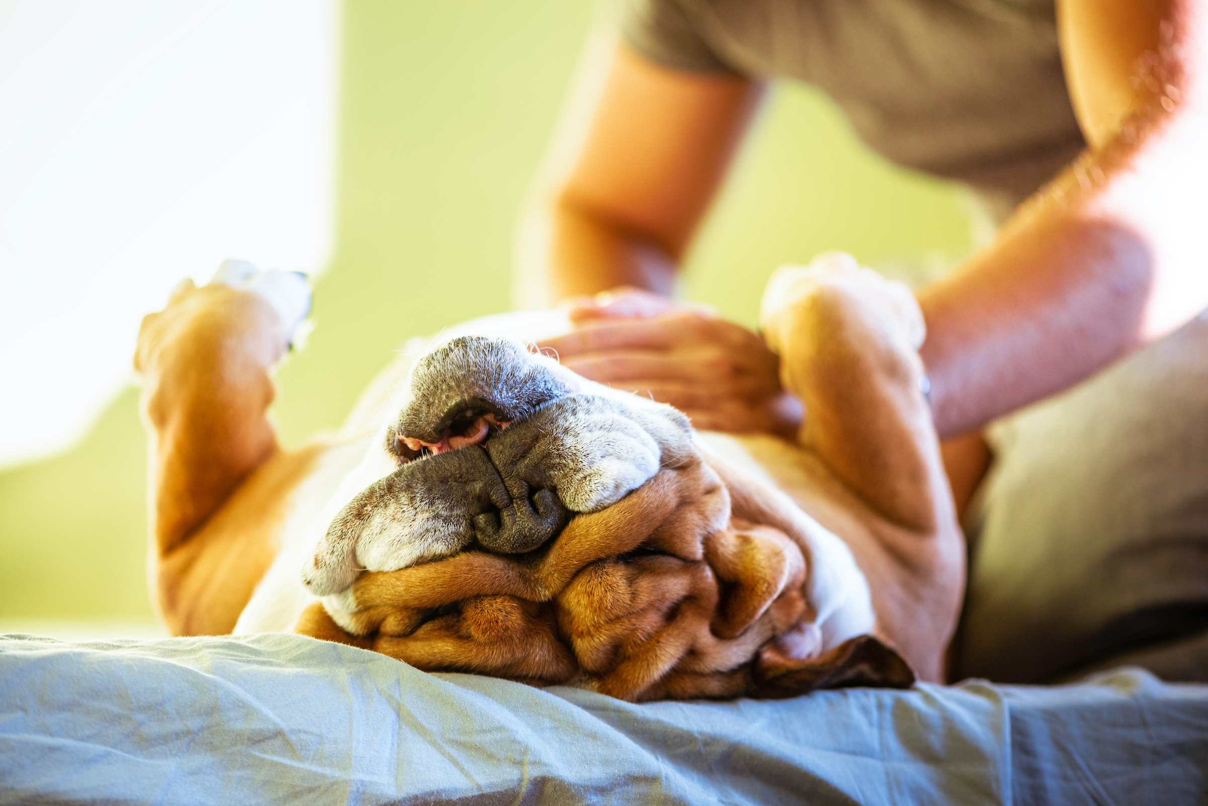 A person gives an English Bulldog a tummy rub