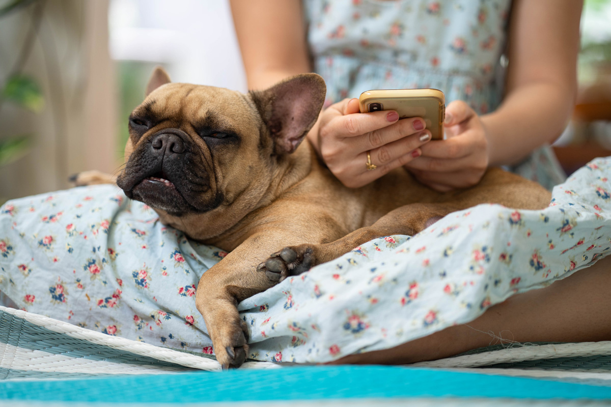 French bulldog laying in owners lap