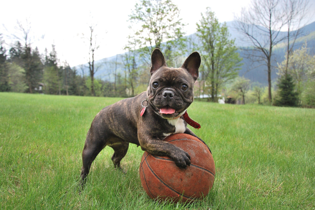 French bulldog playing with ball